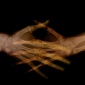 handshake_Xray