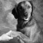 handshake_dogshake_01