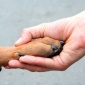 handshake_dogshake_02