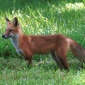 renard_01