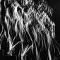 Gjon_Mili_Stroboscopic_study_of_a_nude_1942
