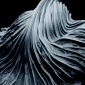 1931_Edward_Weston_Cabbage_Leaf_1931