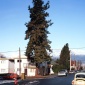1990_Jeff Wall_The_Pine_on_the_Corner_1990