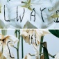 2004_Stefan_Sagmeister_Art_Grandeur_Nature_01_03_Always_2004