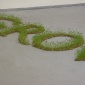 Petra_Feriancova___Growing_Capital__2006_21832
